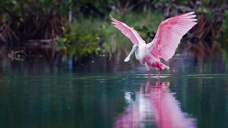 10 Animals That Live in the Florida Everglades