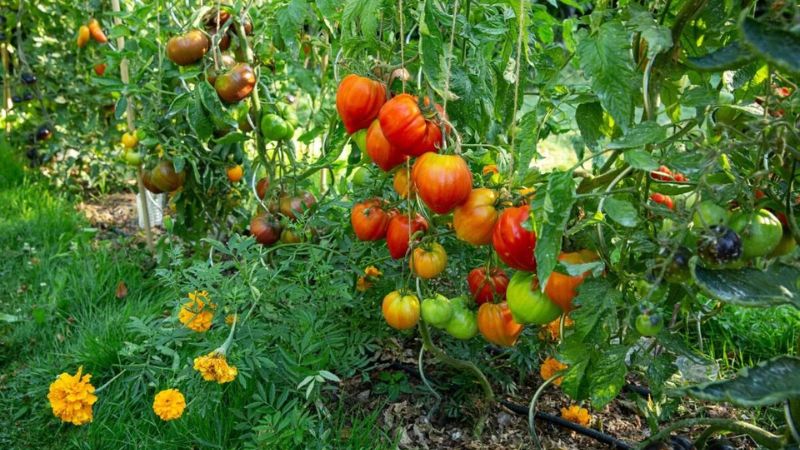 7 Companion Plants You Should Never Grow With Tomatoes