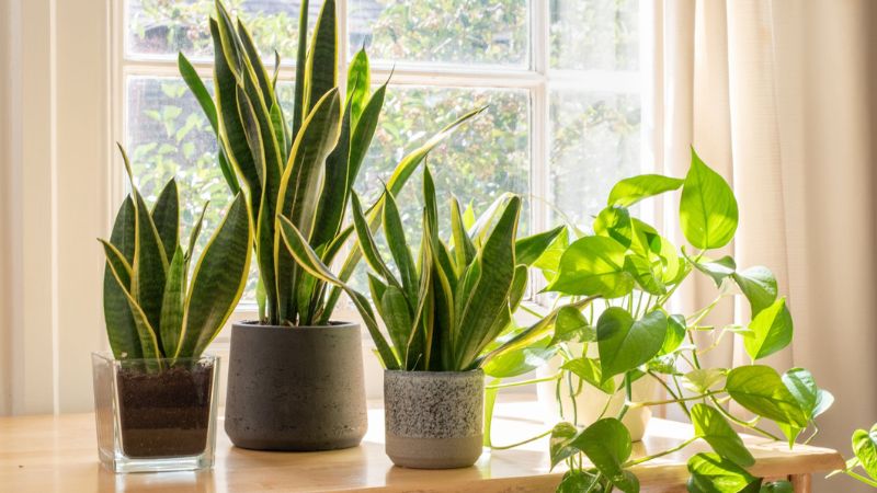9 Best Indoor Plants to Liven Up Any Room