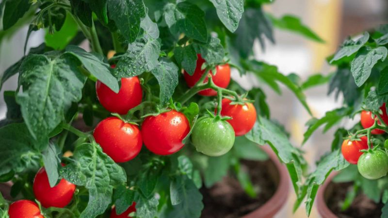 9 Tips for growing tomatoes in containers