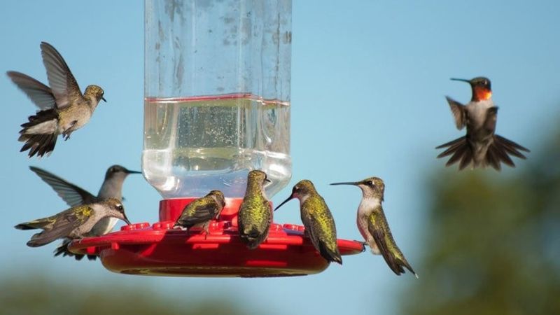 How To Determine The Best Place To Put Your Hummingbird Feeder