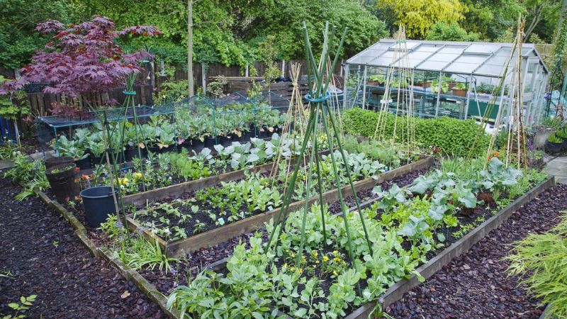 Top 8 Plants For Kitchen Garden This Year