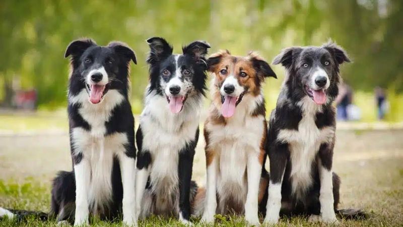 7 Dog Breeds Most Similar to Border Collies