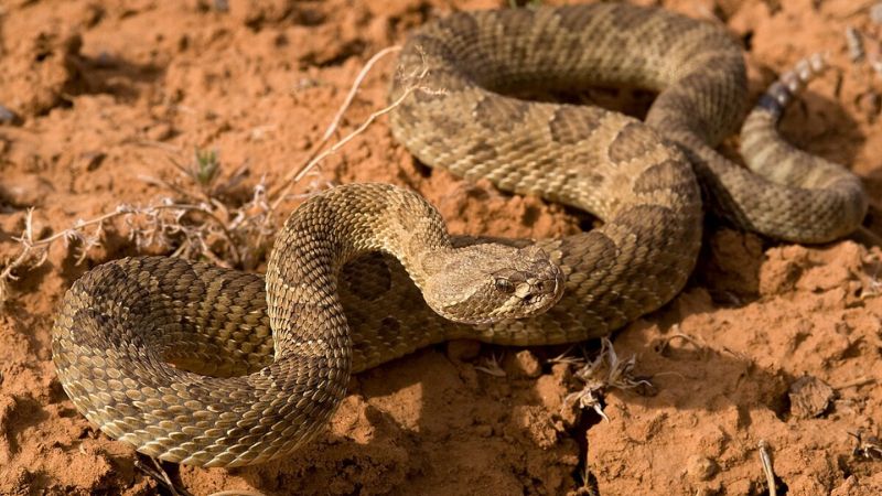 7 States That Are Hotspots For Rattlesnakes