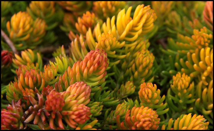 Angelina Sedum (Sedum rupestre 'Angelina')