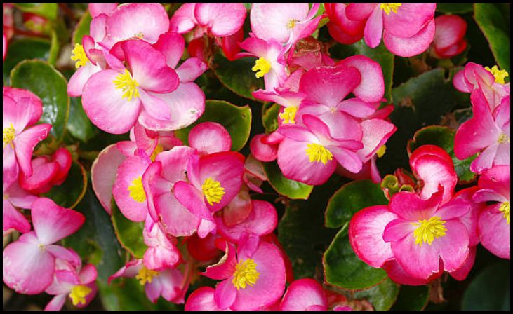 Begonia