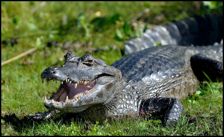 Black Caiman