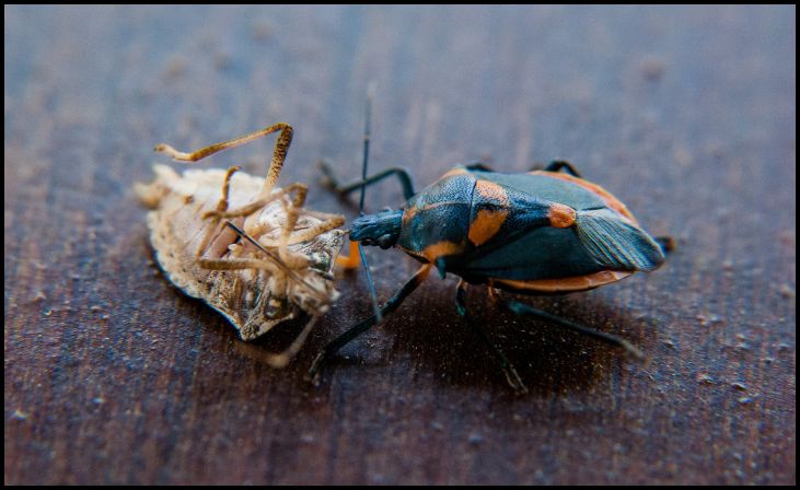 Brown Marmorated Stink Bug