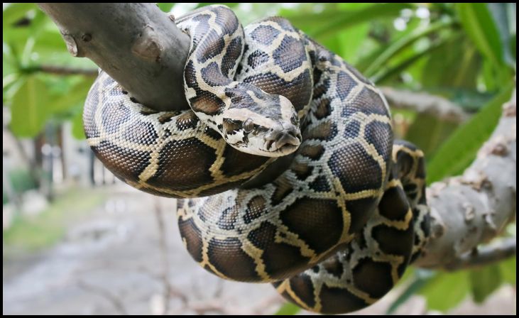 Burmese Pythons