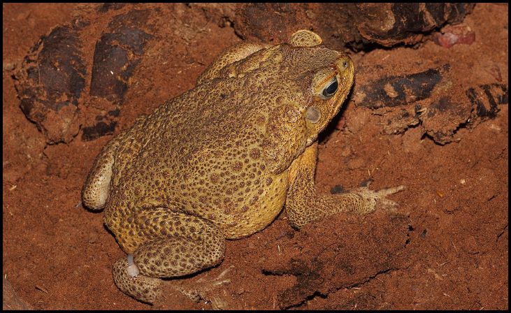 Cane Toads