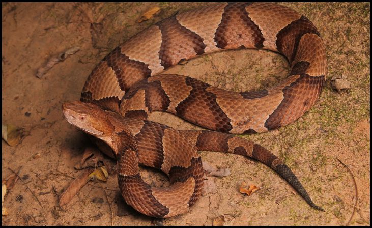 Copperhead