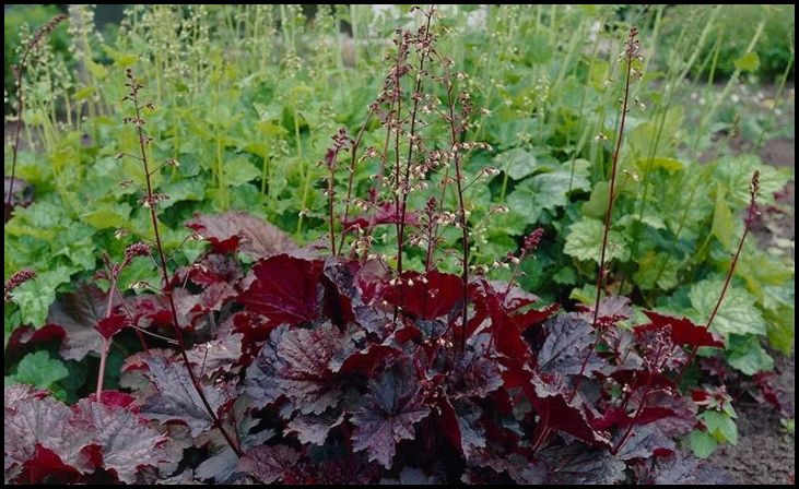 Coral Bells (Heuchera)