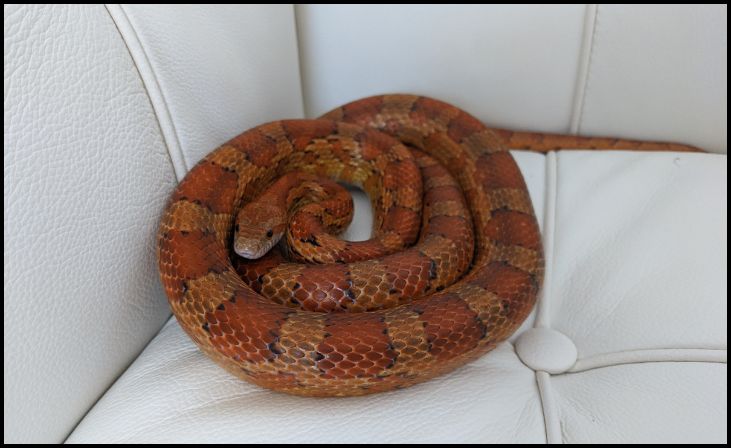 Corn Snake