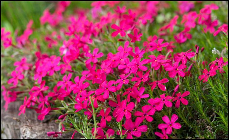 Creeping Phlox (Phlox stolonifera)