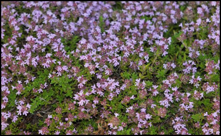 Creeping Thyme (Thymus spp.)