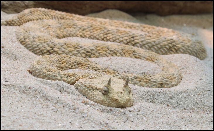 Desert Horned Viper