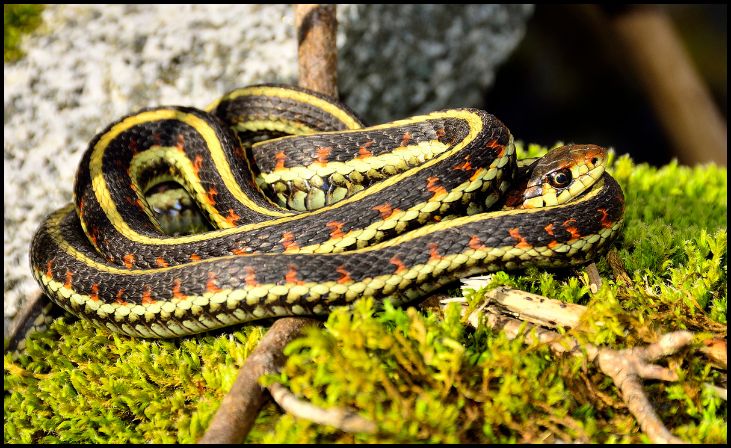 Eastern Garter Snake