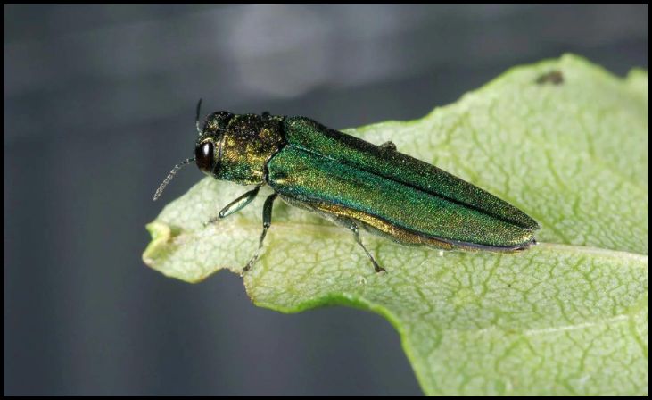 Emerald Ash Borer