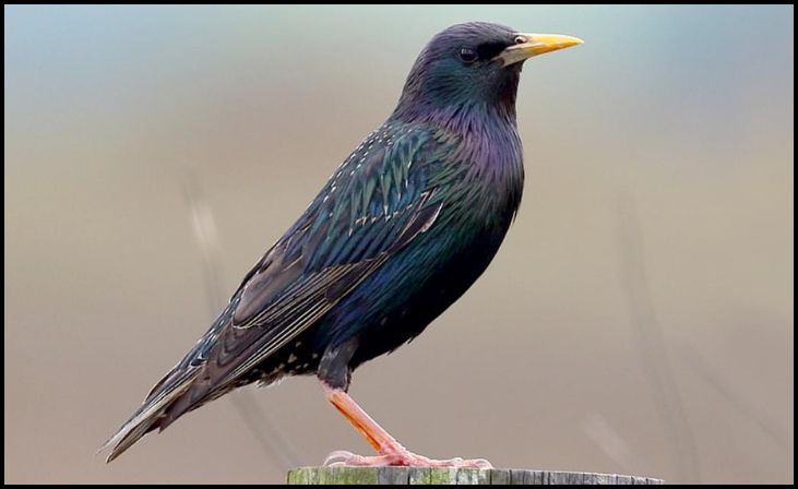 European Starlings