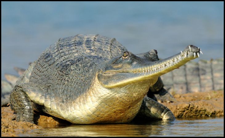 Gharial (Gavial)