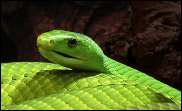 Green Mamba