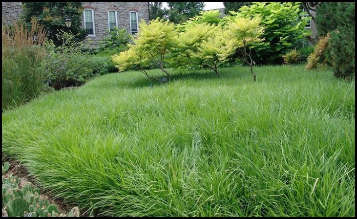 Liriope (Liriope spicata)