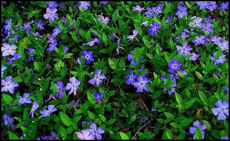 Periwinkle (Vinca minor)