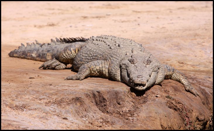 Saltwater Crocodile