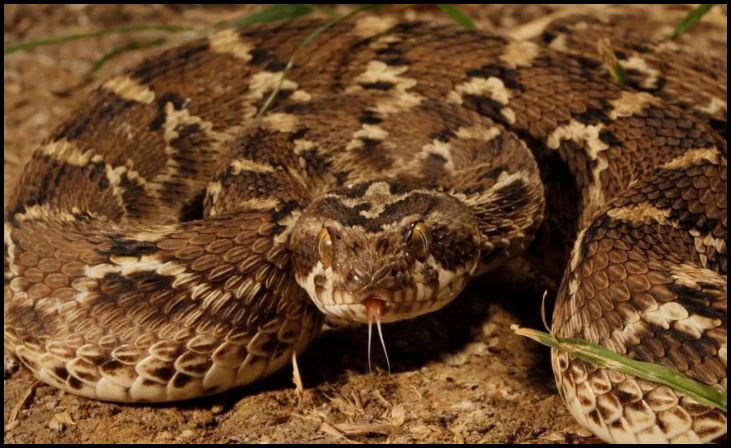 Saw-scaled Viper