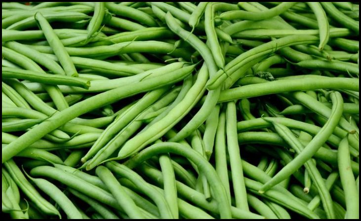 Selecting the Freshest Green Beans