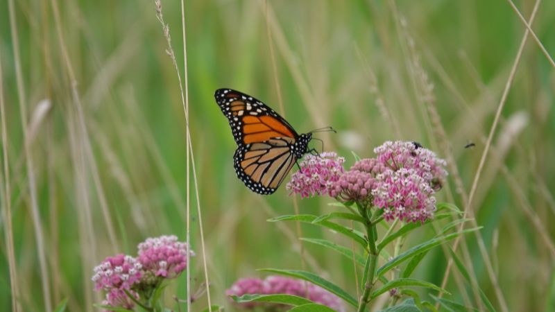 Top 8 Types of Milkweed to Support Monarch Butterflies