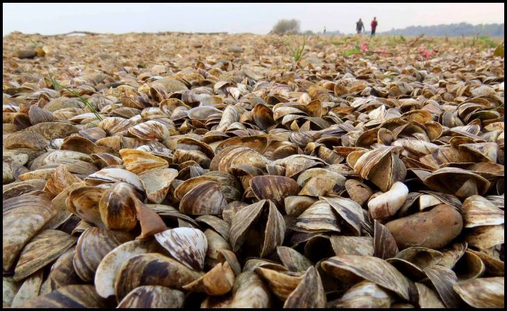 Zebra Mussels